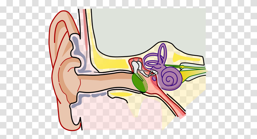 Anatomy Of The Human Ear Blank Ear Anatomy, Antelope, Drawing, Doodle Transparent Png