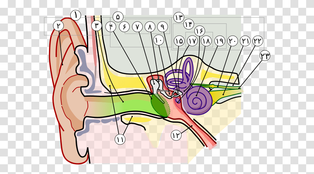 Anatomy Of The Human Ear In Farsi Numbers Parts Of The Ear Clipart, Drawing, Plot, Doodle Transparent Png