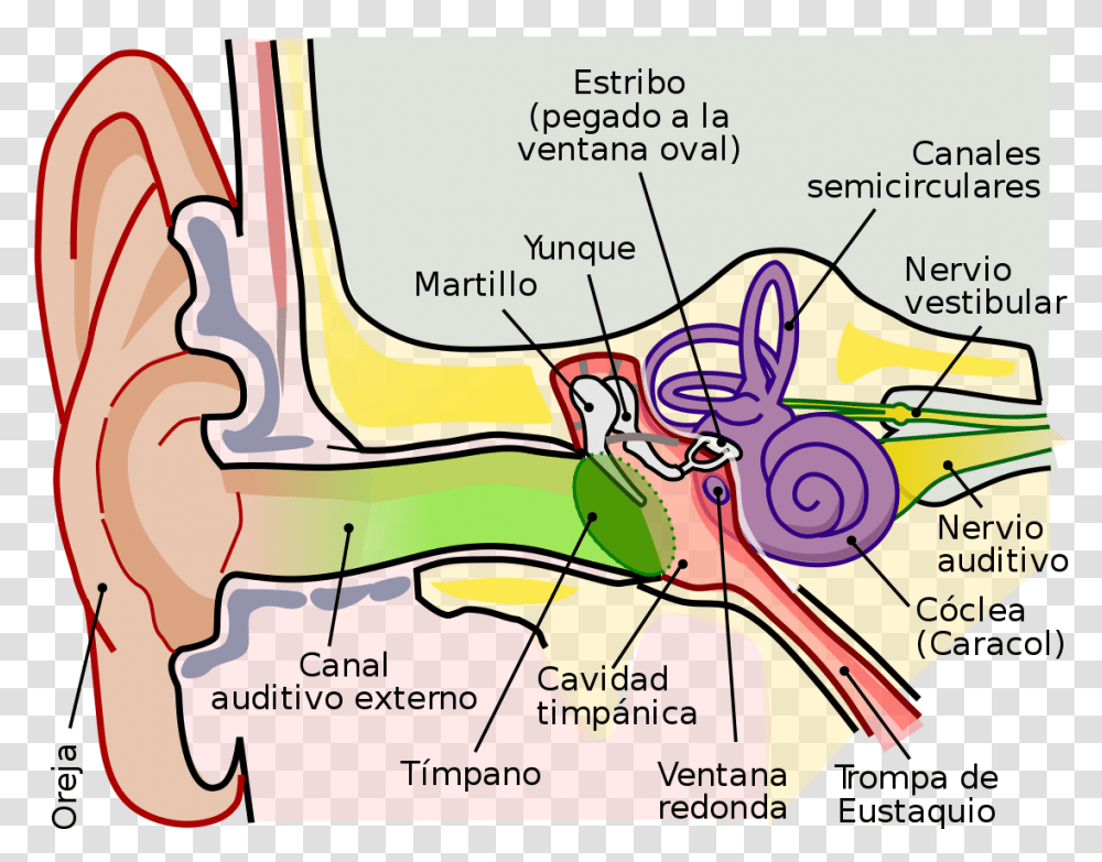Anatomy Of The Human Ear Ro Parts Of The Ear Clipart, Plot, Diagram, Plan, Vegetation Transparent Png