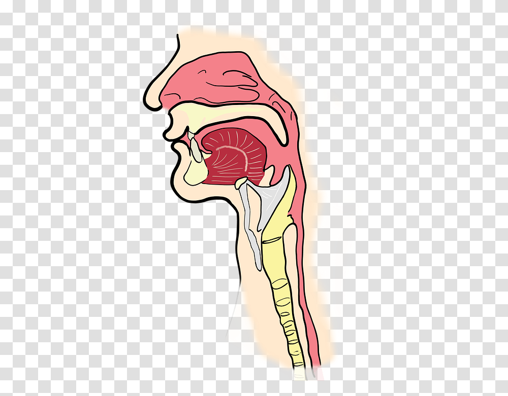 Anatomy Pharynx Background, Throat, Neck, Ear, Shoulder Transparent Png