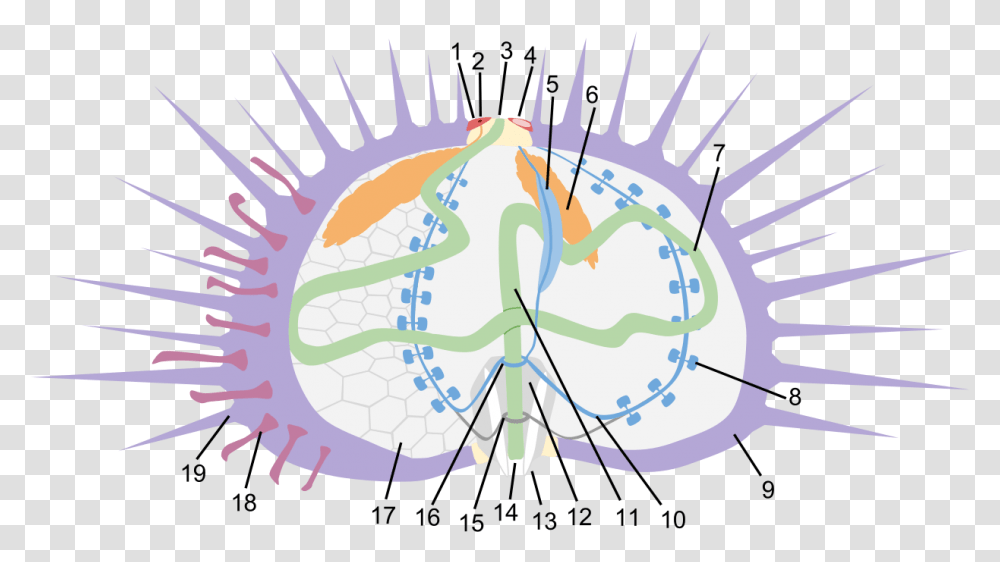 Anatomy, Sphere, Astronomy, Nature, Poster Transparent Png