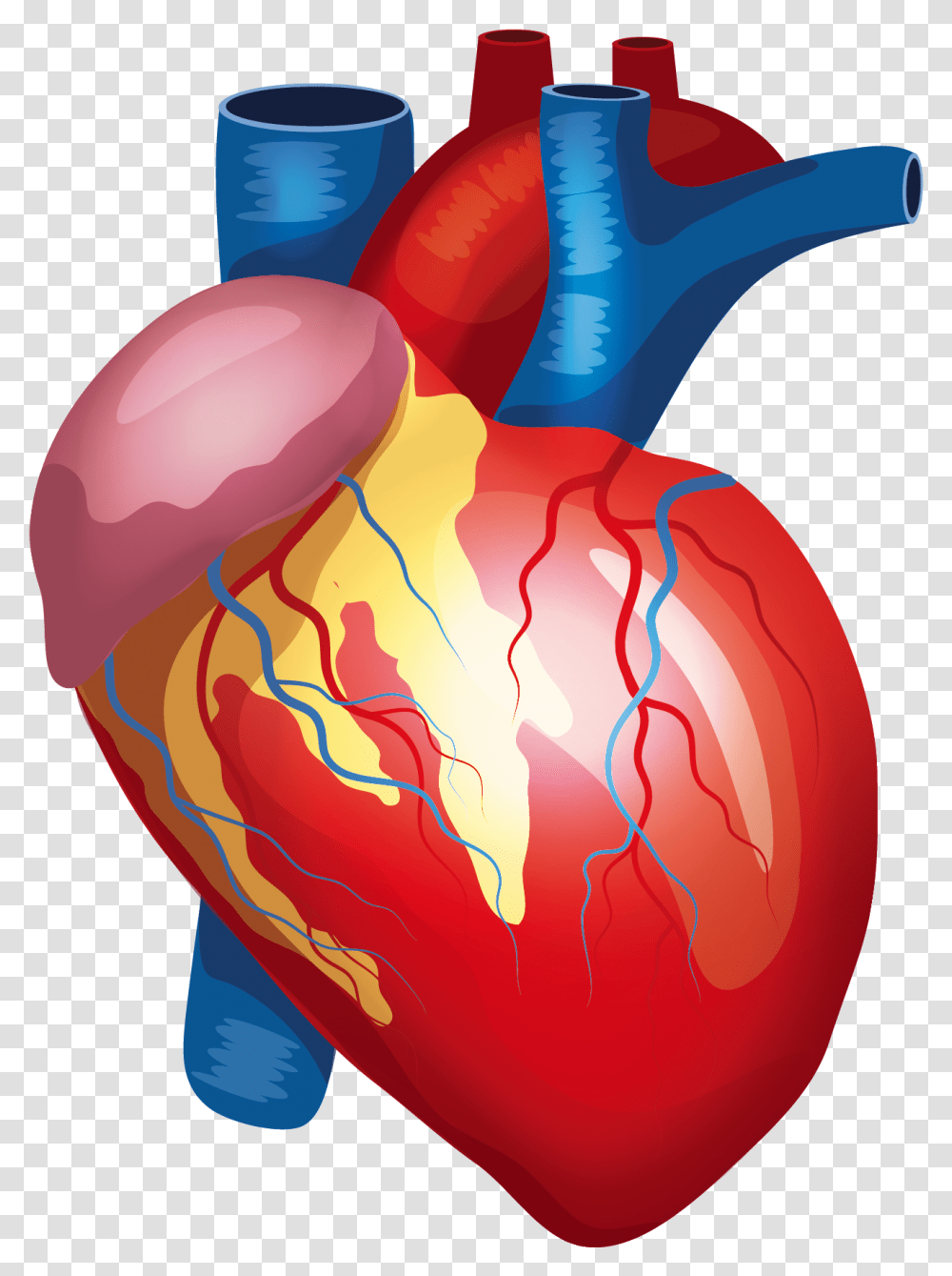 Anatomy Vector Human Heart Background Human Heart, Food, Sweets, Plant Transparent Png