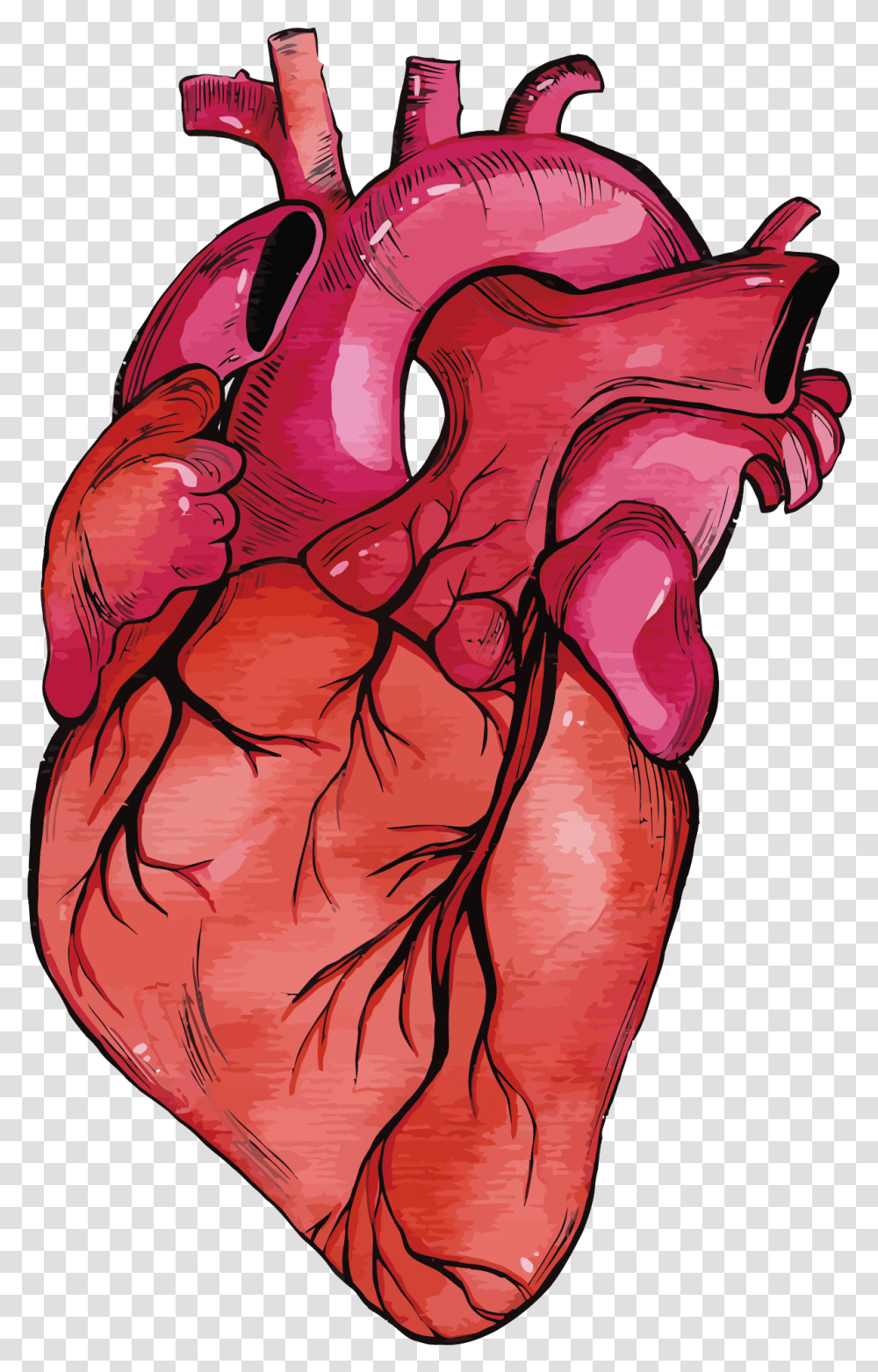 Anatomy Vector Human Heart Background Real Heart, Plant, Hand, Modern Art, Flower Transparent Png