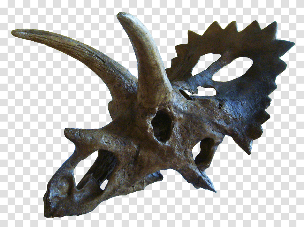 Anchiceratops Anchiceratops Skull, Animal, Dinosaur, Reptile Transparent Png