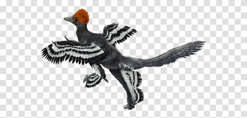 Anchiornis Huxleyi, Vulture, Bird, Animal, Flying Transparent Png