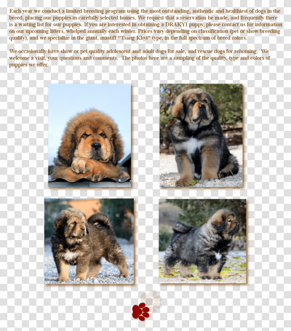 Ancient Dog Breeds, Pet, Canine, Animal, Mammal Transparent Png