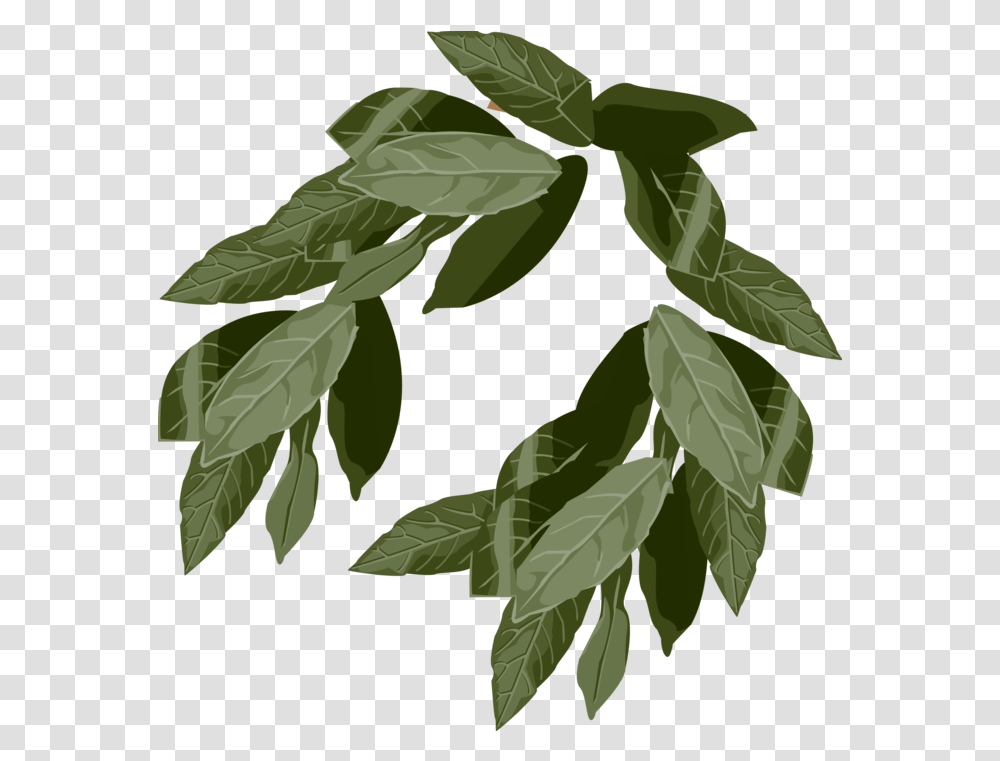 Ancient Laurel Wreath Symbol Of Victory Vector Image Leaf Crown, Plant, Green, Annonaceae, Tree Transparent Png