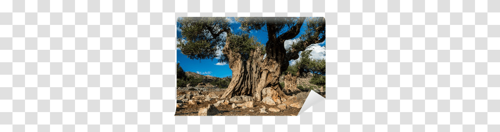 Ancient Olive Tree Wall Mural • Pixers We Live To Change Western Juniper, Plant, Oak, Conifer, Root Transparent Png
