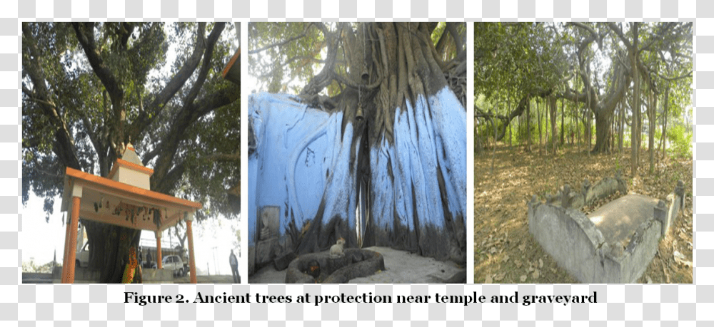 Ancient Trees At Protection Near Temple And Graveyard Lodgepole Pine, Nature, Plant, Outdoors, Vegetation Transparent Png
