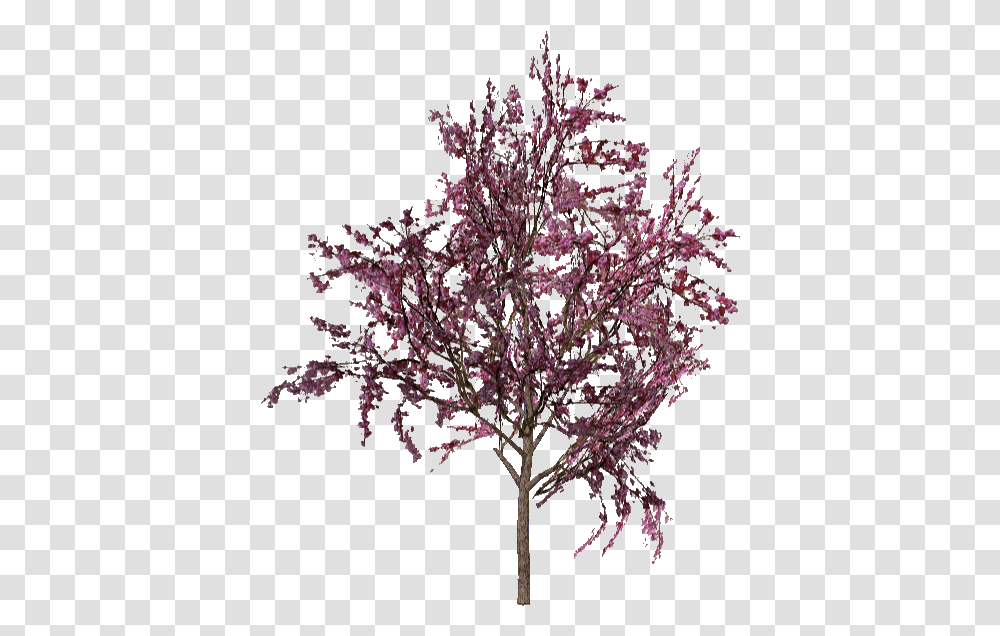 And Aza Red Bud Tree, Plant, Flower, Outdoors, Cherry Blossom Transparent Png