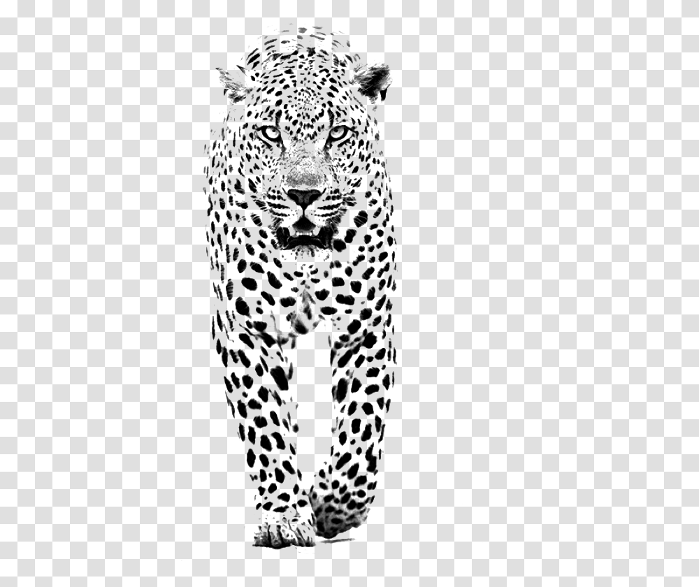 And Jaguar Panther Leopard Tiger Lion Black Clipart Black And White Spot Animals, Skin, Mammal, Chain Mail, Armor Transparent Png