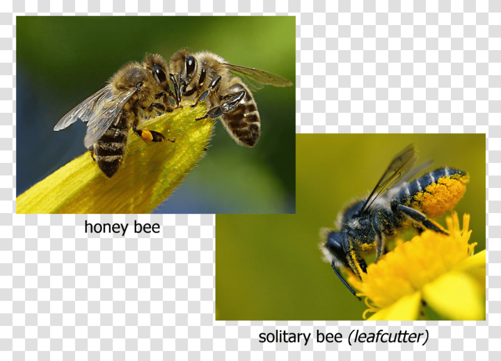 And Photo Native New York State Bees, Apidae, Insect, Invertebrate, Animal Transparent Png
