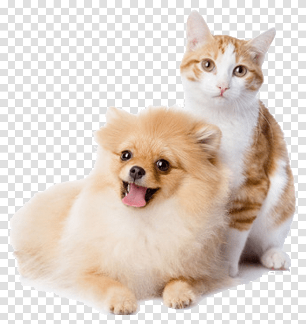 And Play Pet Kitten Dog Cat Cats Clipart Background Pet, Animal, Mammal, Puppy, Canine Transparent Png