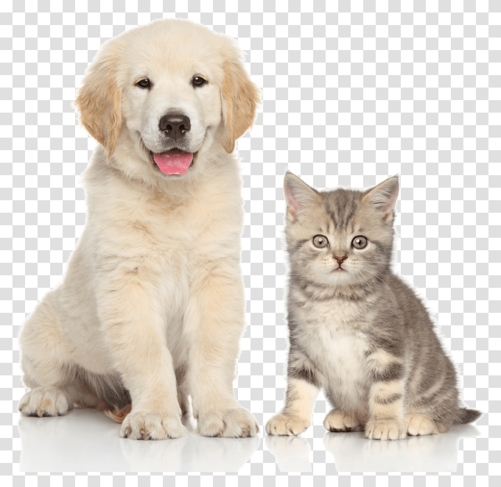 And Sitting Pet Dog Cat Kitten Clipart Transparent Png