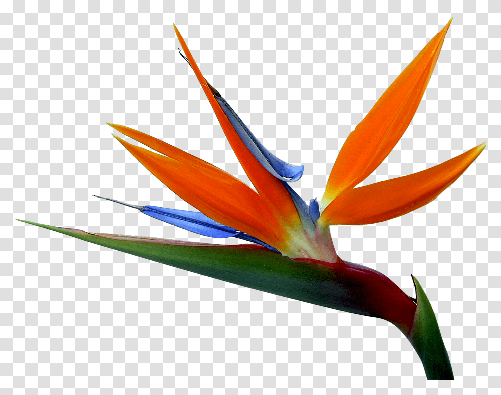 And Strelitzia Bird Of Paradise Reginae Birds Flowers Birds Of Paradise, Plant, Petal, Leaf, Flower Arrangement Transparent Png