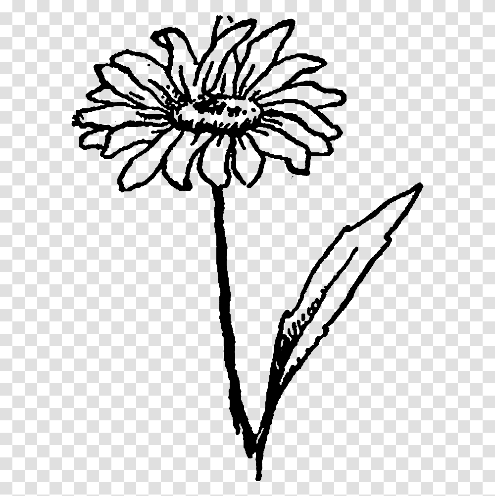 And The Second Wildflower Image Of A Daisy Flower Black And White Wildflower Clipart, Plant, Blossom, Dandelion, Fireworks Transparent Png