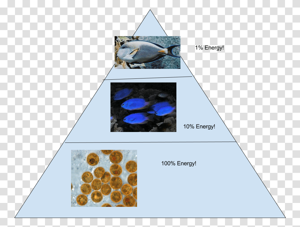 And This Is Our Corresponding Energy Pyramid Ecological Pyramid Coral Reef, Bird, Animal, Sea Life, Advertisement Transparent Png