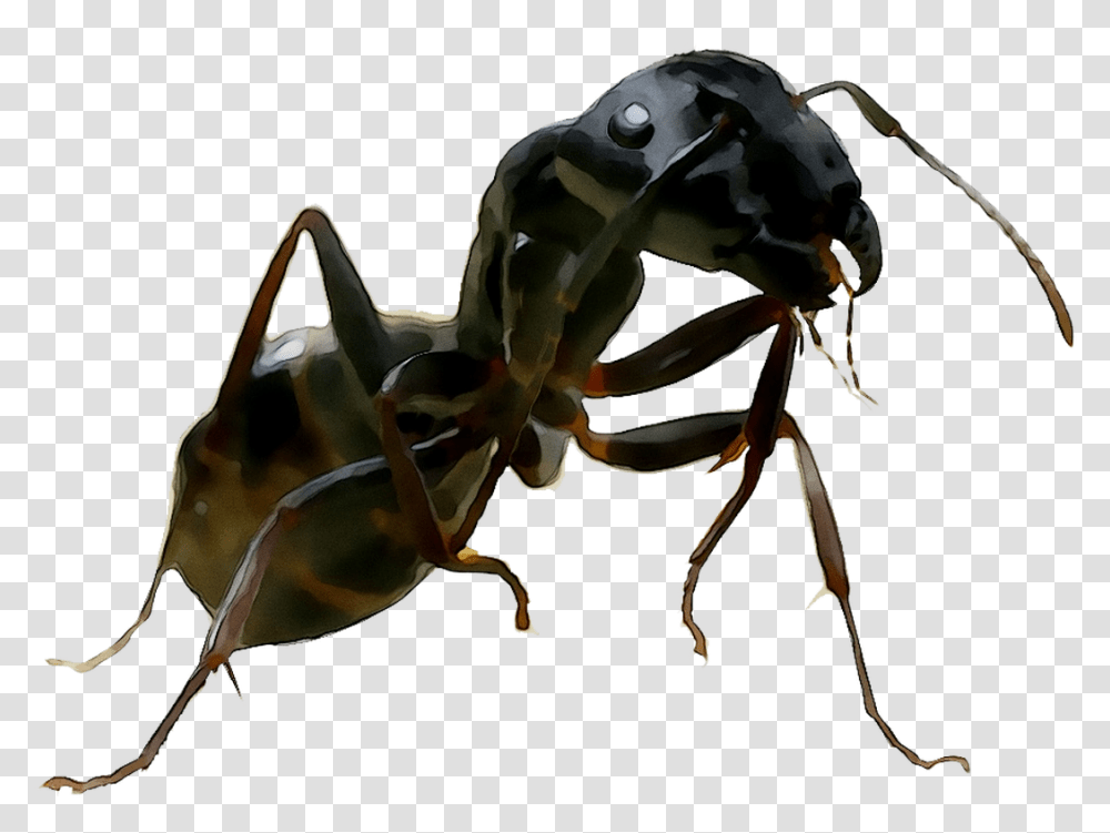 And United Termites Wasp Ants States Of Clipart Carpenter Ant, Insect, Invertebrate, Animal, Spider Transparent Png