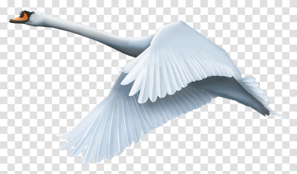 And Use Swan Image Swan Flying, Bird, Animal, Waterfowl, Dove Transparent Png