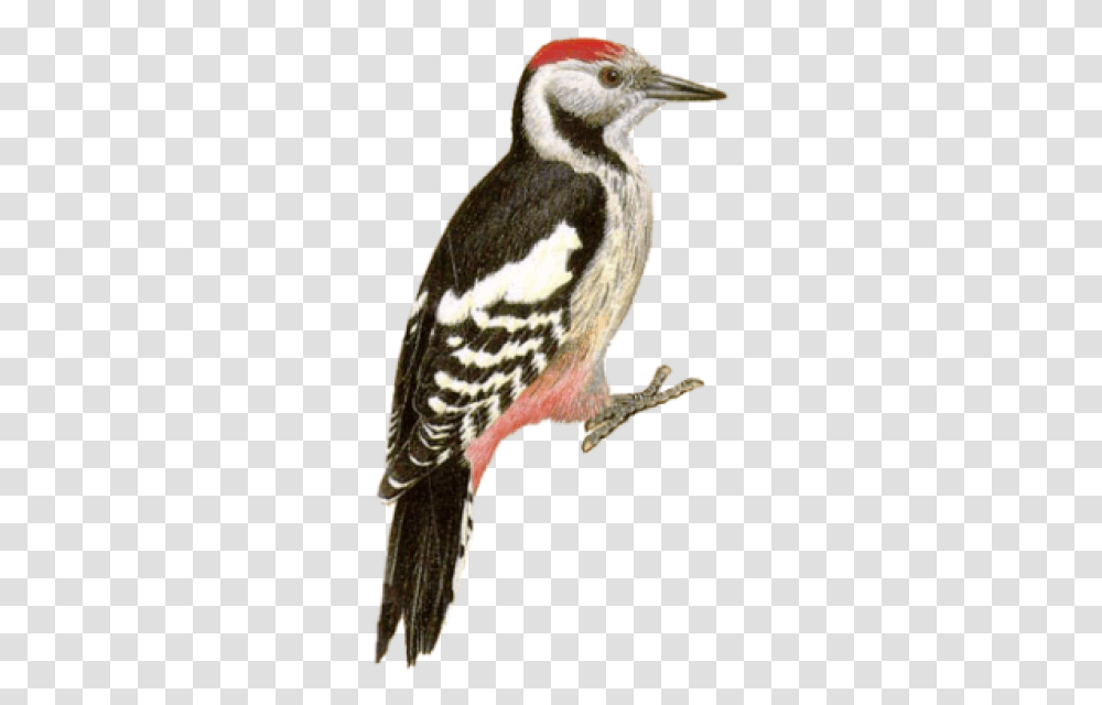 And Vectors For Free Download Woodpecker, Bird, Animal, Beak, Flicker Bird Transparent Png