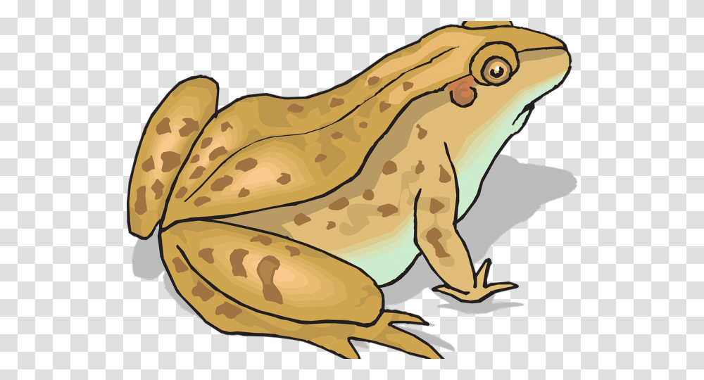 And X Carwad Net Toad Clipart, Frog, Amphibian, Wildlife, Animal Transparent Png