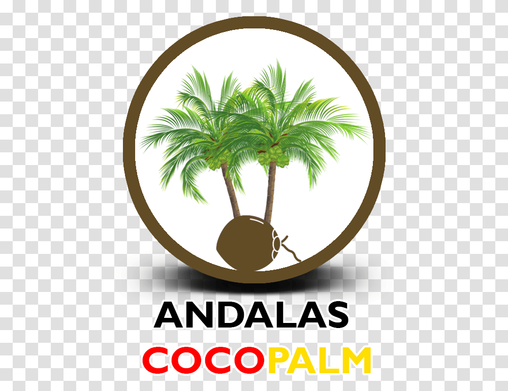 Andalas Coco Palm Fresh, Palm Tree, Plant, Arecaceae, Poster Transparent Png