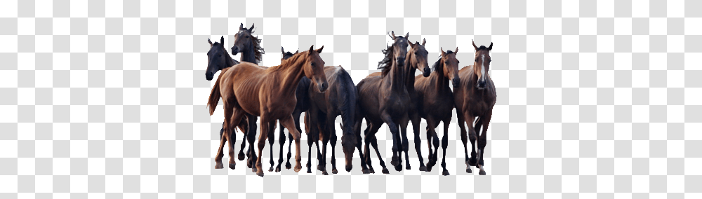 Andalusian Horse Colt Pony Stallion Horses, Mammal, Animal, Colt Horse, Foal Transparent Png