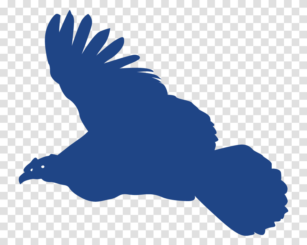 Andean Condor Gold Sponsor Illustration, Animal, Bird, Eagle, Person Transparent Png