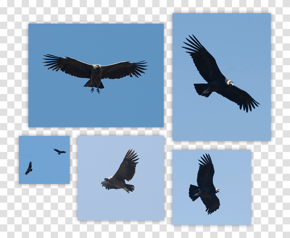 Andean Condor Summary Hawk, Vulture, Bird, Animal, Flying Transparent Png
