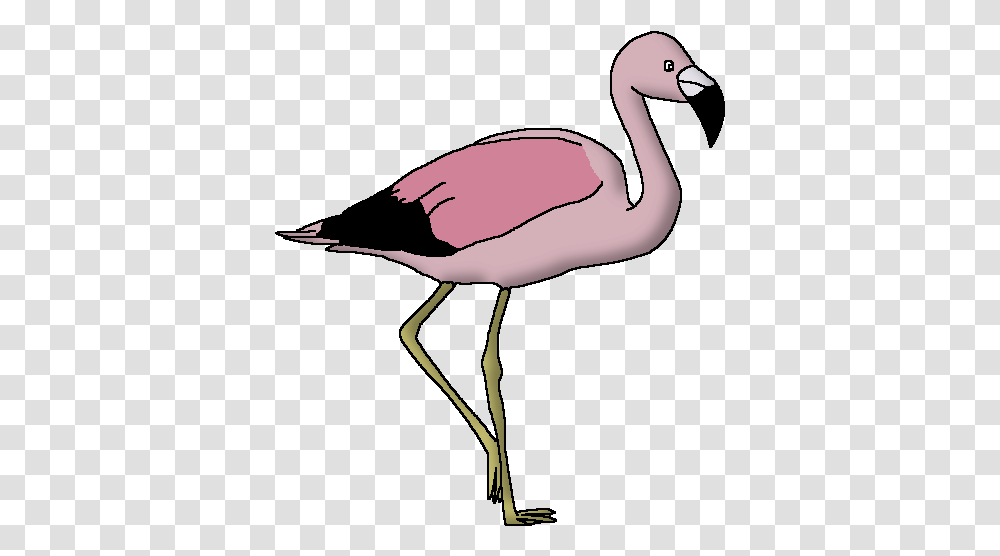 Andean Flamingo & Free Flamingopng Animal Pedia Wiki Fandom, Bird Transparent Png
