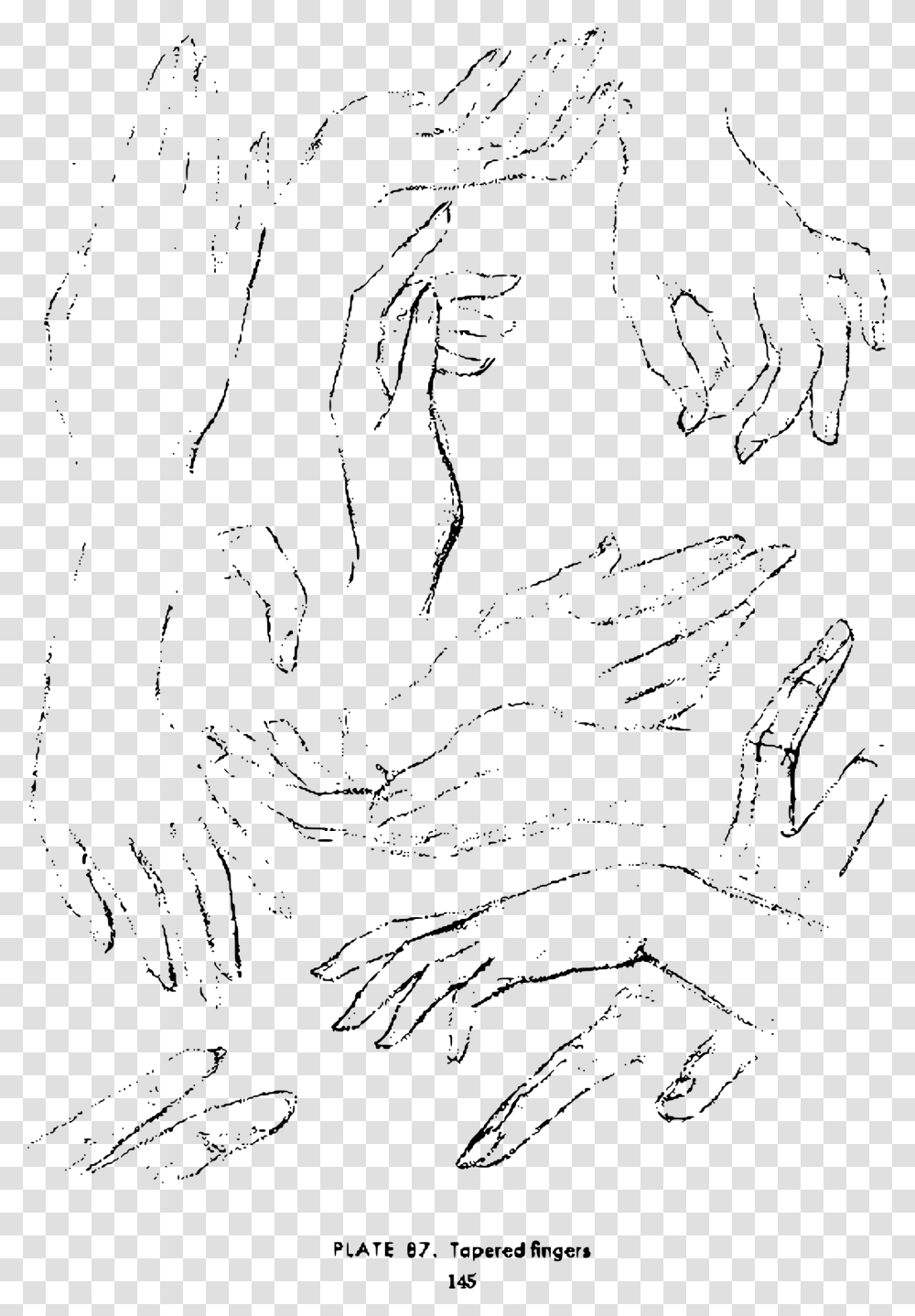 Andrew Loomis Drawing The Head And Hands 132 Clip Arts Line Art, Gray, World Of Warcraft Transparent Png