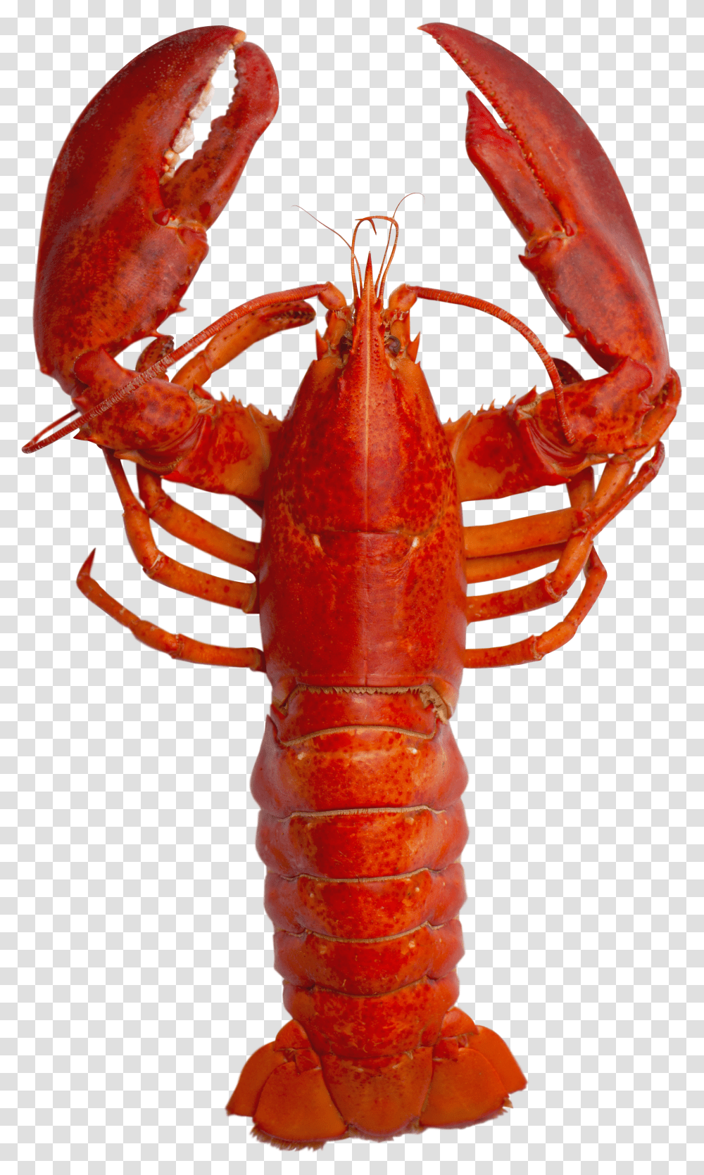 Andy Warhol Lobster Pop Art Download Background Lobster Transparent Png