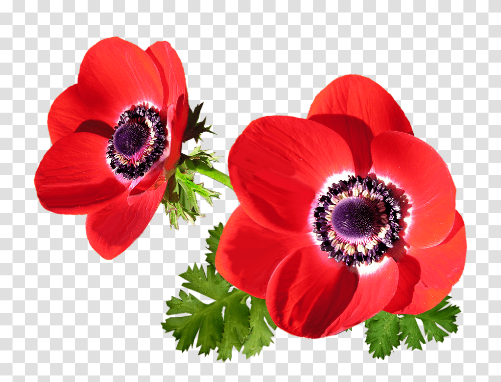 Anemone 960, Flower, Plant, Blossom, Poppy Transparent Png