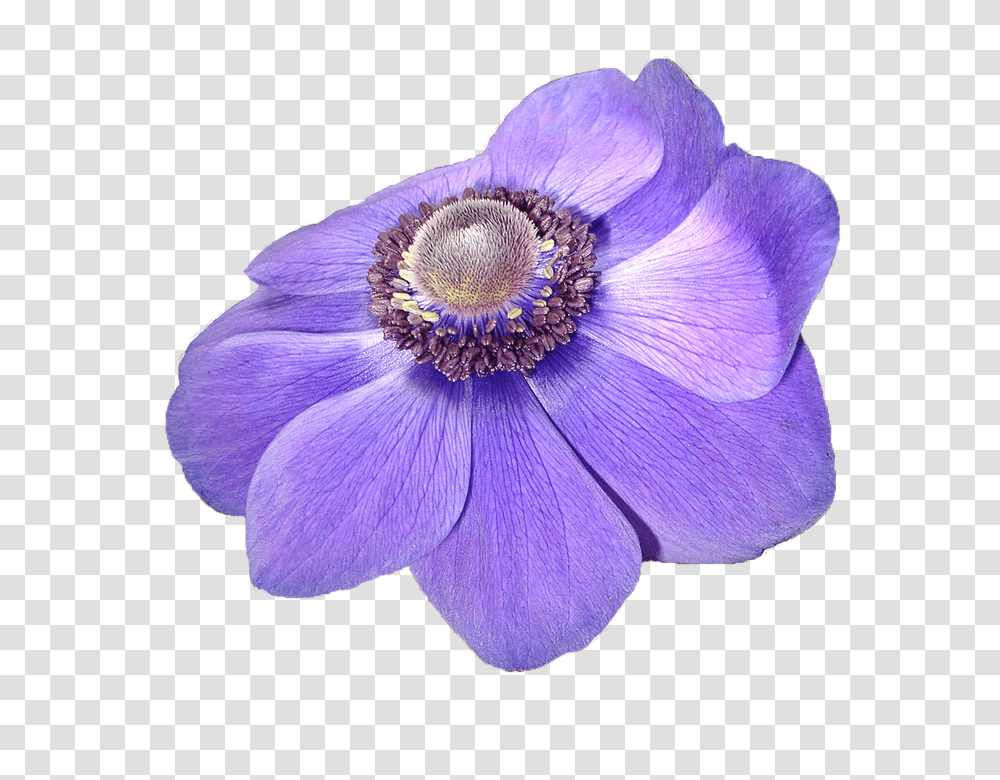Anemone 960, Flower, Plant, Blossom, Anther Transparent Png