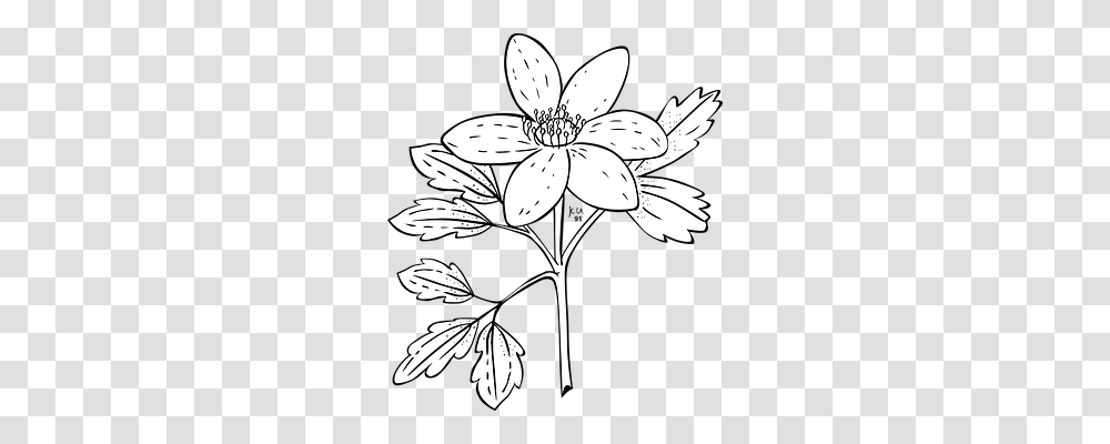 Anemone Nature, Plant, Flower, Blossom Transparent Png