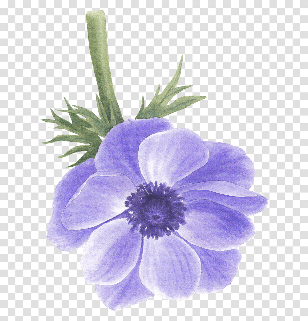 Anemone Flower Artificial Flower, Plant, Geranium, Blossom, Anther Transparent Png