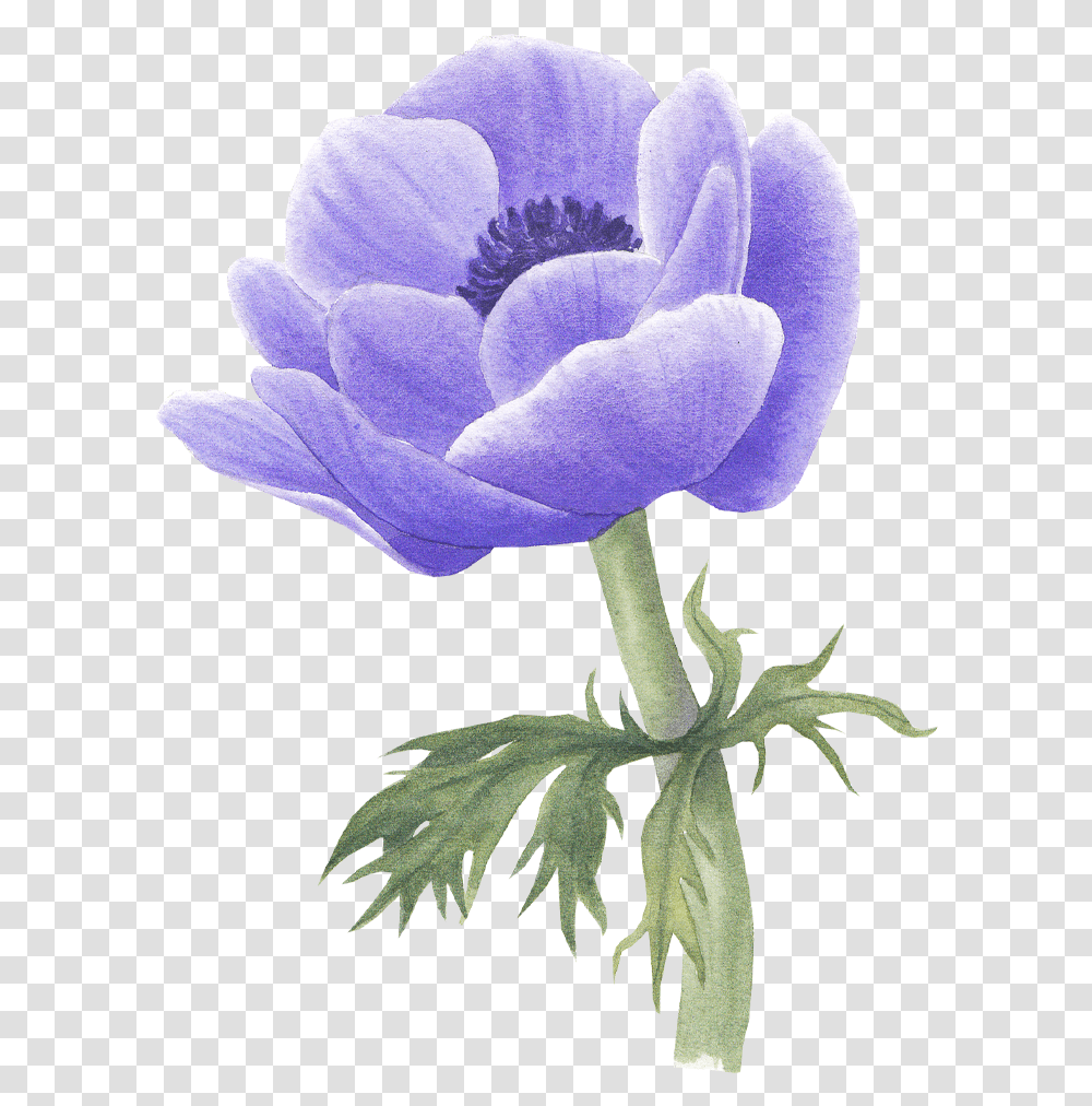 Anemone Flower Tulip, Plant, Blossom, Anther, Pollen Transparent Png