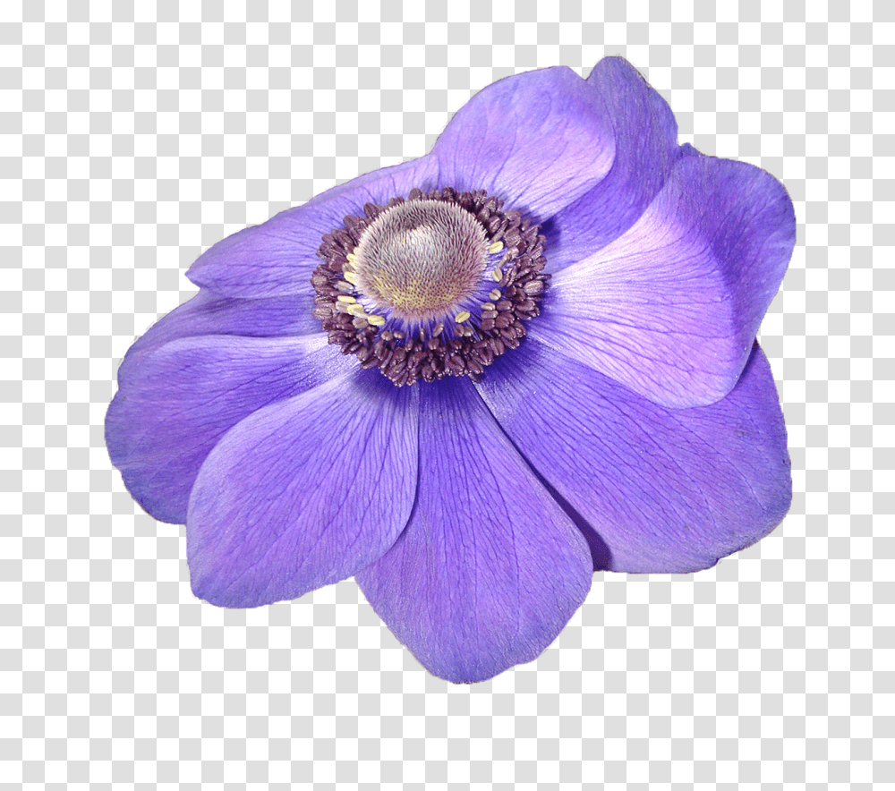 Anemone Flower Violet Free Photo On Pixabay Flor Violeta, Plant, Blossom, Anther, Geranium Transparent Png