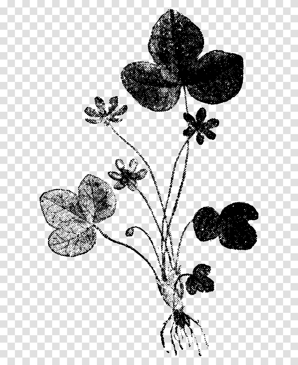 Anemone Hepatica Nordisk Caesalpinia, Plant, Flower, Blossom, Floral Design Transparent Png