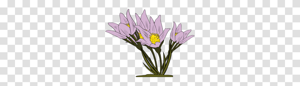 Anemone Patens Clip Art, Plant, Flower, Blossom, Petal Transparent Png