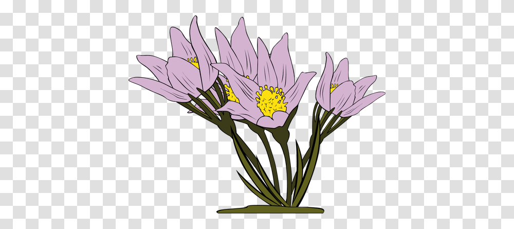 Anemone Patens Plant Vector, Flower, Blossom, Petal, Lily Transparent Png