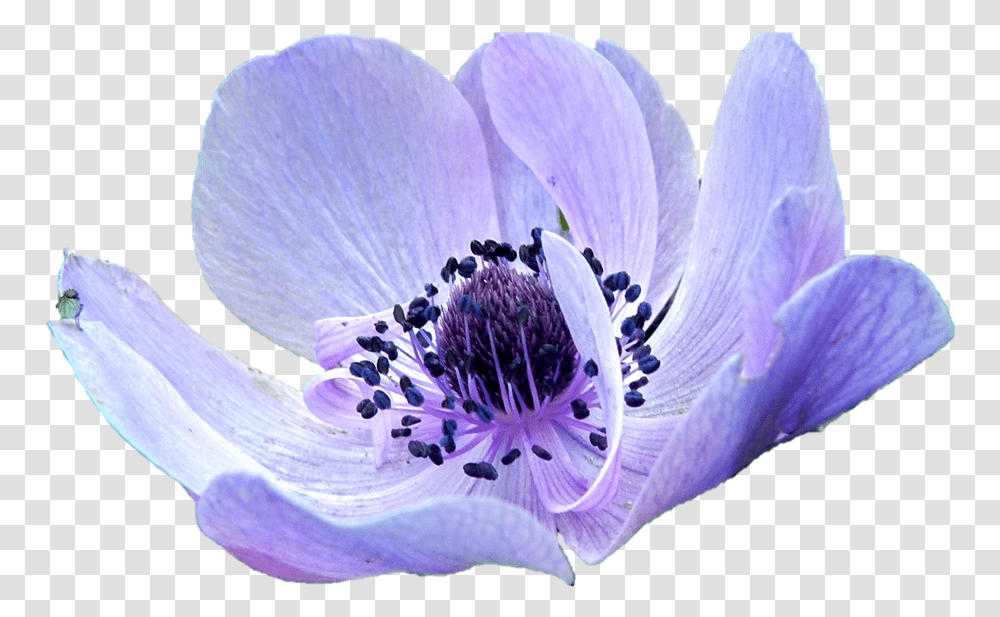 Anemone Purple Flower Anemone, Plant, Anther, Pollen, Geranium Transparent Png
