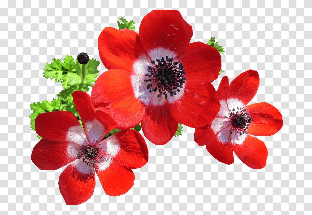Anemone Red Cut Out Anemone Flower Red, Plant, Blossom, Geranium, Pollen Transparent Png