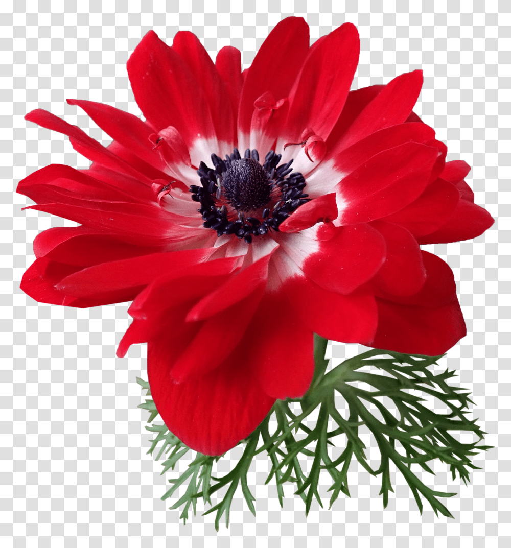 Anemone Red Flower Plant Garden African Daisy, Blossom, Pollen, Petal, Daisies Transparent Png