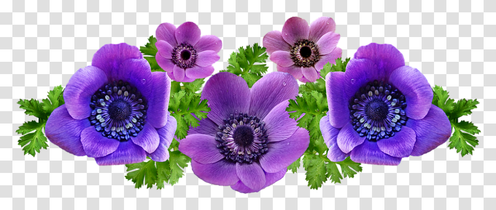 Anemones Flowers Spring Arrangement Anmones Fleurs, Plant, Blossom, Geranium, Petal Transparent Png