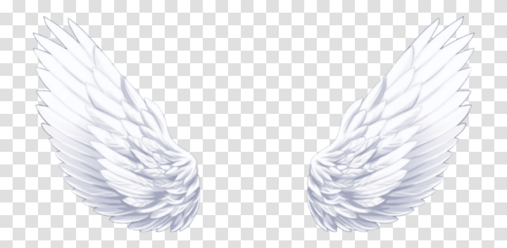 Angel Angelwings Close Up, Plant, Bird, Animal Transparent Png