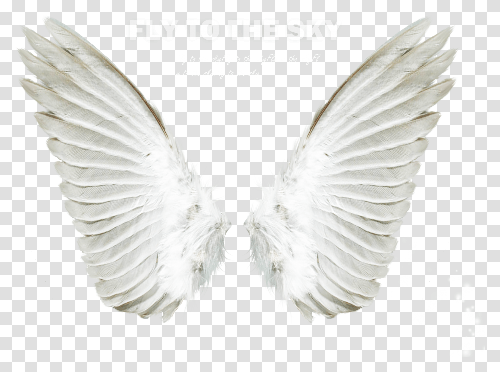 Angel Clip Art White Angel Wings, Bird, Animal, Pigeon, Dove Transparent Png