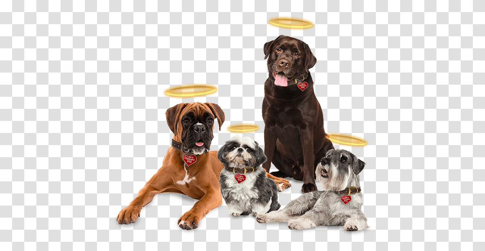 Angel Dog, Pet, Canine, Animal, Mammal Transparent Png