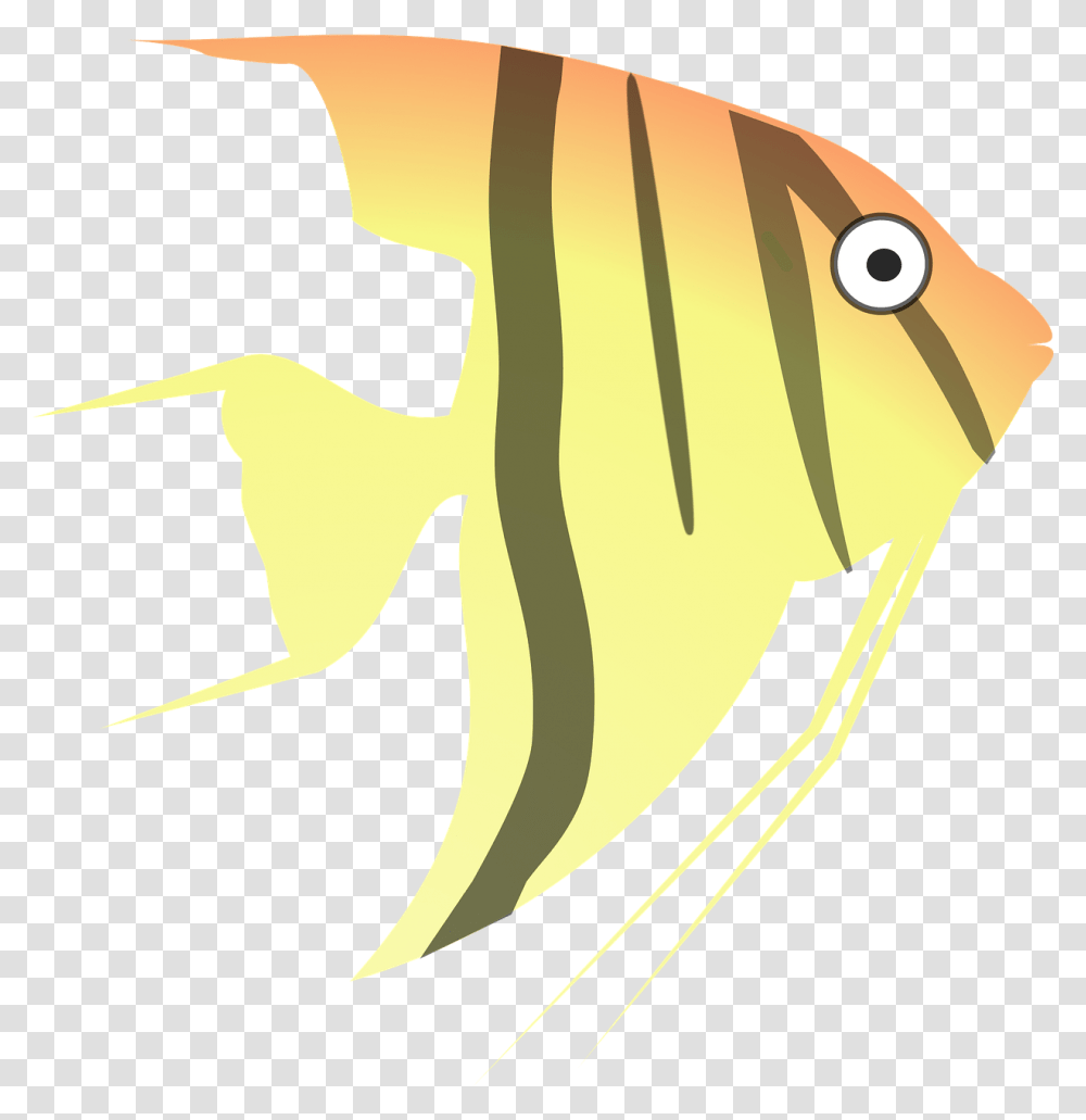 Angel Fish Clip Images Clipart Angelfish, Animal, Sea Life, Rock Beauty Transparent Png