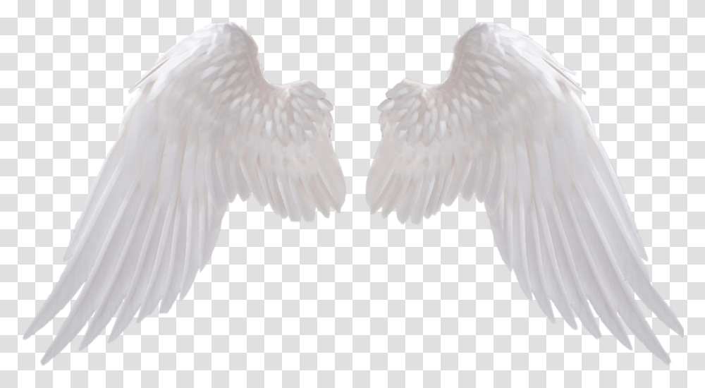 Angel Icon High Resolution Angel Wings, Bird, Animal, Cupid Transparent Png